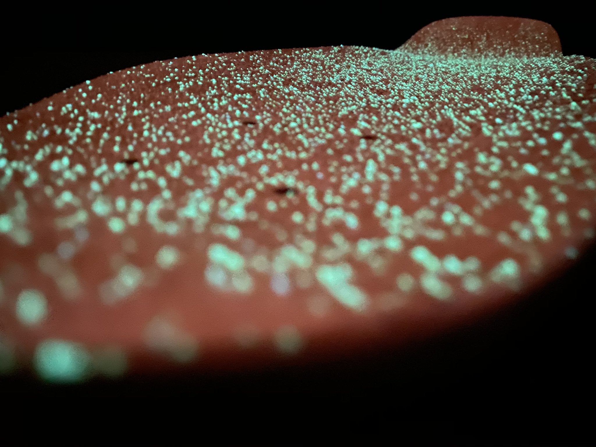 Griptape Lucid Grip Glow Spray